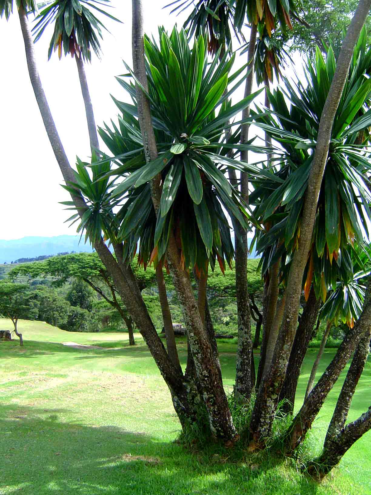 Dragon tree